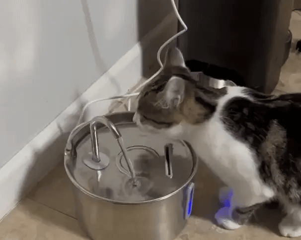 Pourquoi votre chat ne boit pas dans sa gamelle — Et comment Solaz règle ça