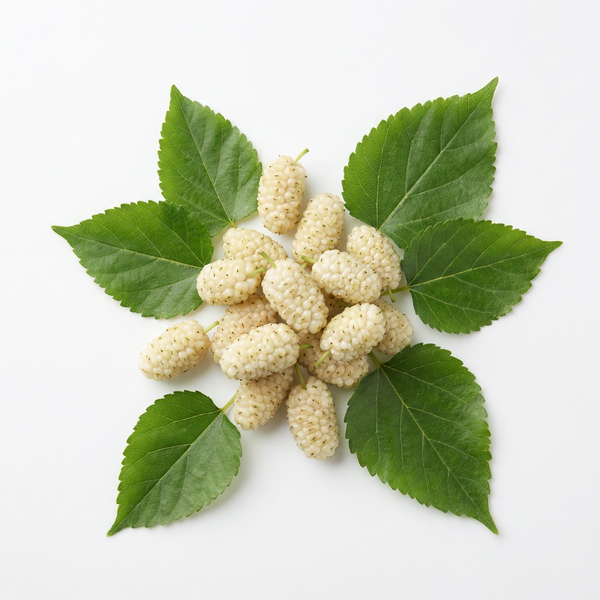 Mûrier blanc